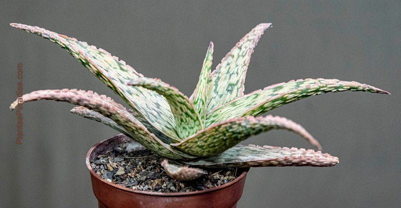 Kelly Griffin Aloe hybrid 'Sunrise' angled side view