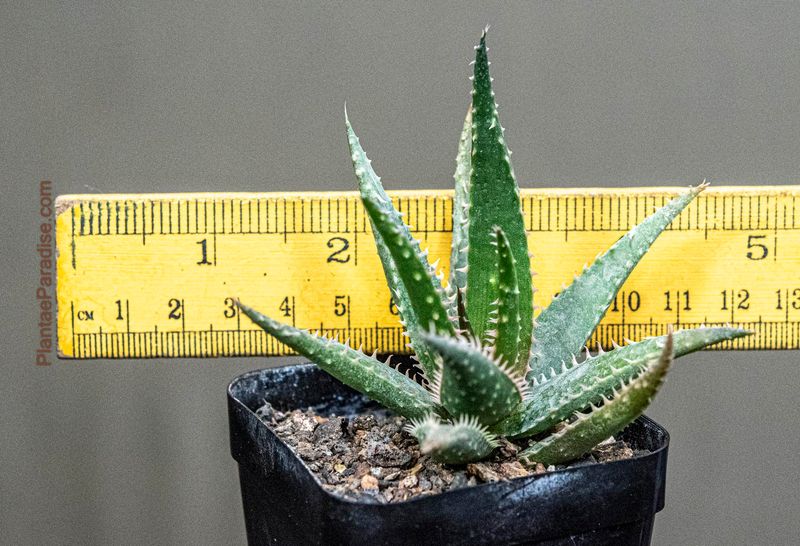 Aloe Hybrid Miniature aka Aloe sarkaria - Size