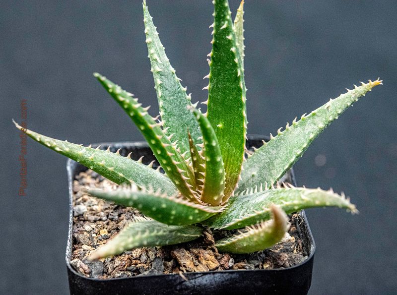 Aloe Hybrid Miniature aka Aloe sarkaria Aloe Hybrid Miniature aka Aloe sarkaria