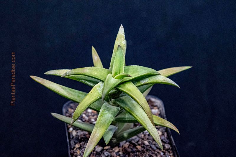 Aloe x astroloba 'Tyson'