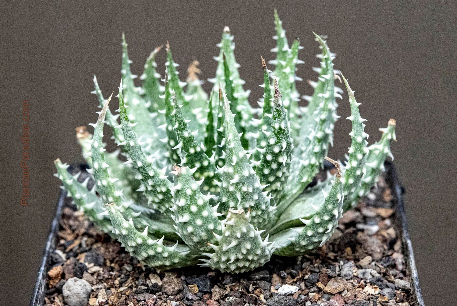 Aloe humilis x pratensis