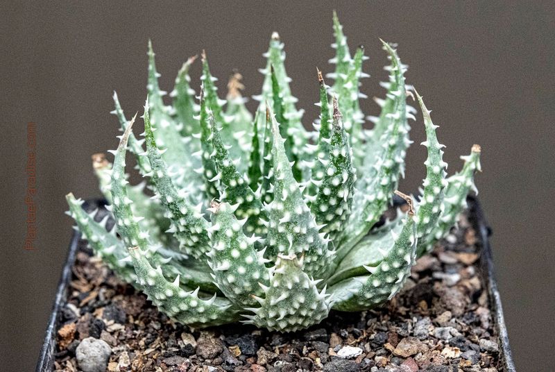 Aloe humilis x pratensis