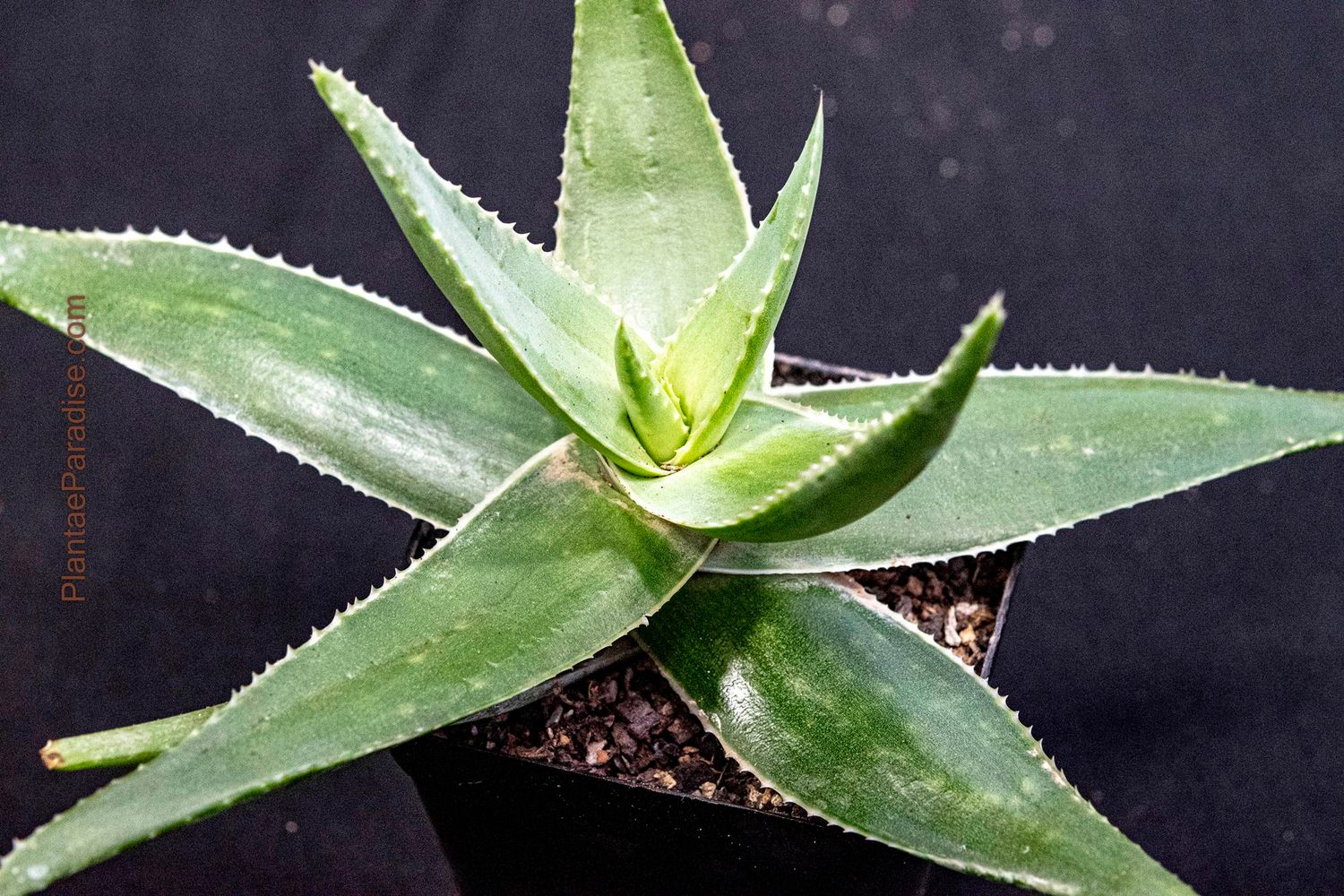 Aloe striata Aloe striata