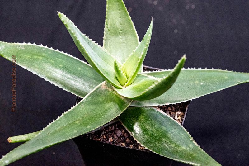 Aloe striata Aloe striata