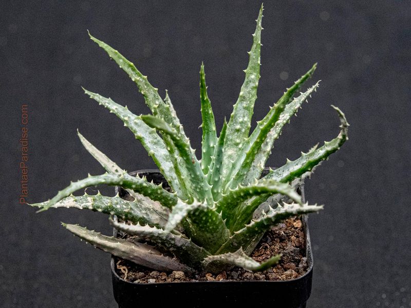 Aloe humilis (Shorter Leaf Cultivar) Aloe humilis (Shorter Leaf Cultivar)