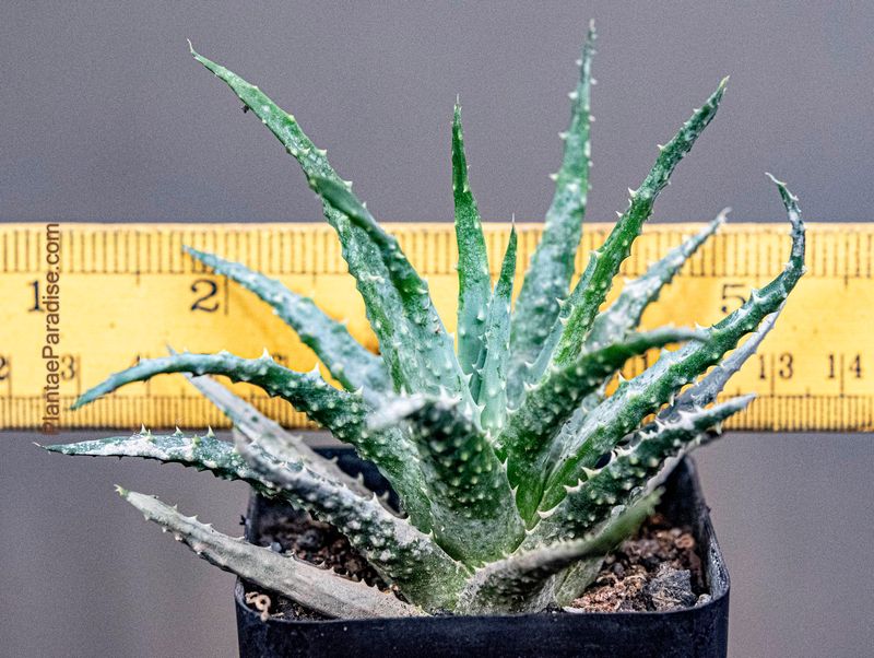Aloe Humilis (Shorter Leaf Cultivar)