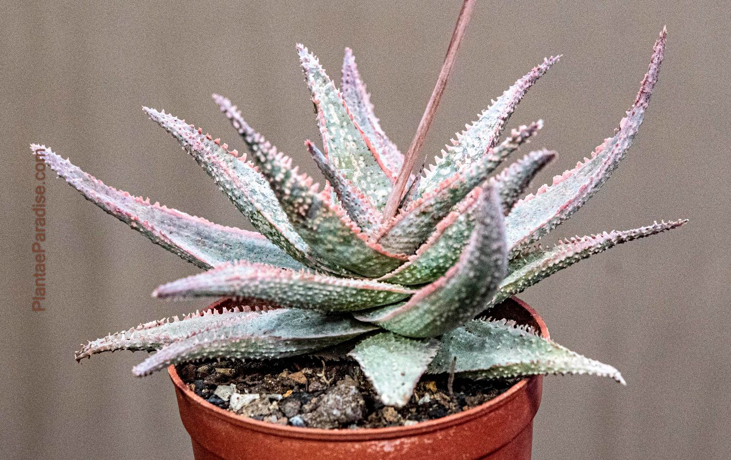 Aloe 'Green Sand'