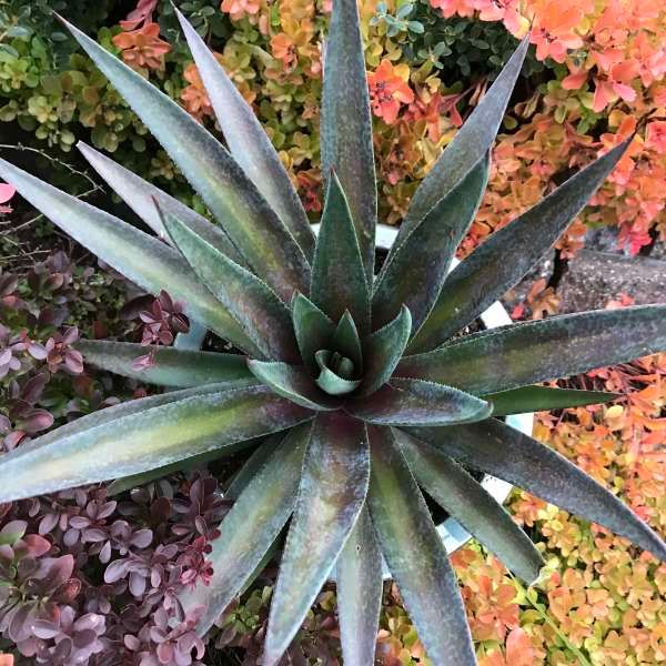 Mangave Painted Desert Mangave Painted Desert