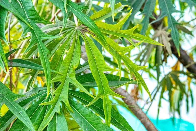 Jatropha multifida (Coral plant or Coralbush) Jatropha multifida (Coral plant or Coralbush)