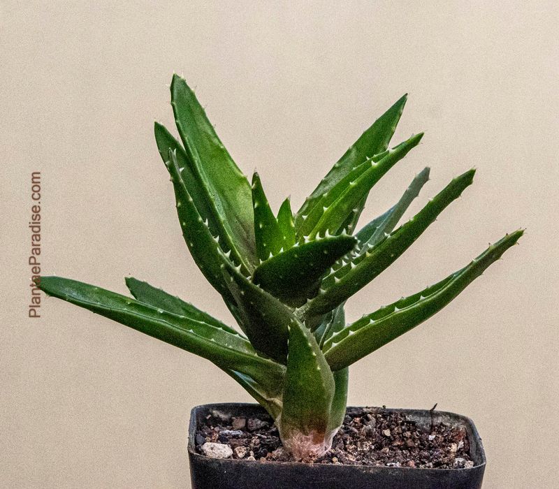 Aloe mitriformis