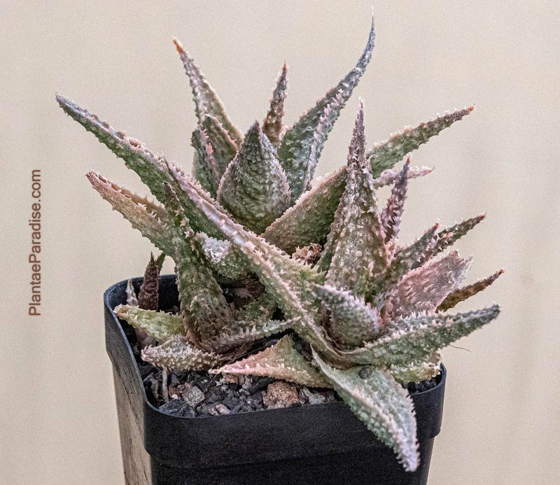 Aloe Lavender Star Aloe Lavender Star