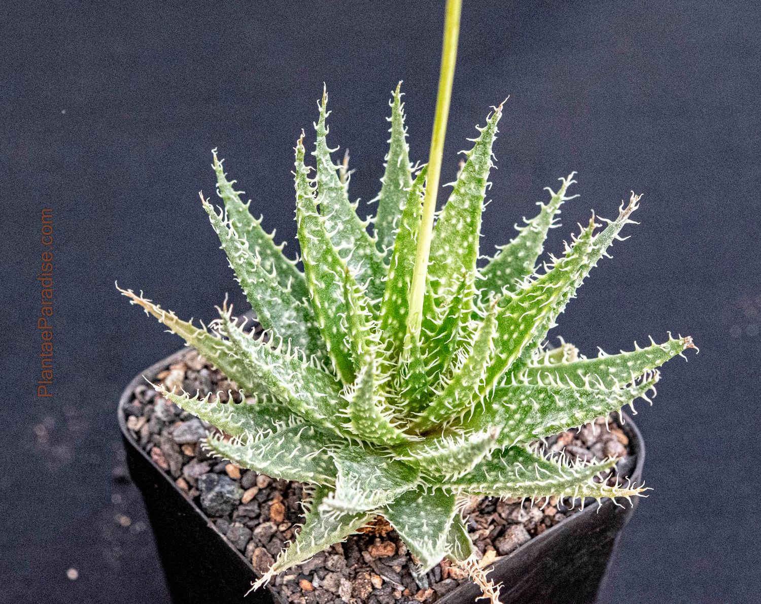 Buy Aloe haworthioides  Mini Aloe with Haworthia Texture
