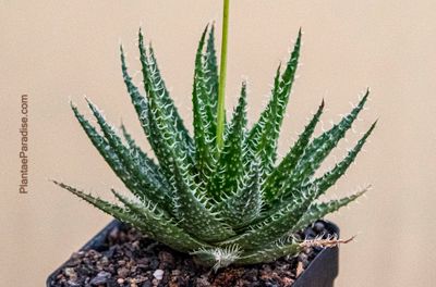 aloe vera saft dm abnehmen Bio Aloe Vera Saft kaufen - Vegan