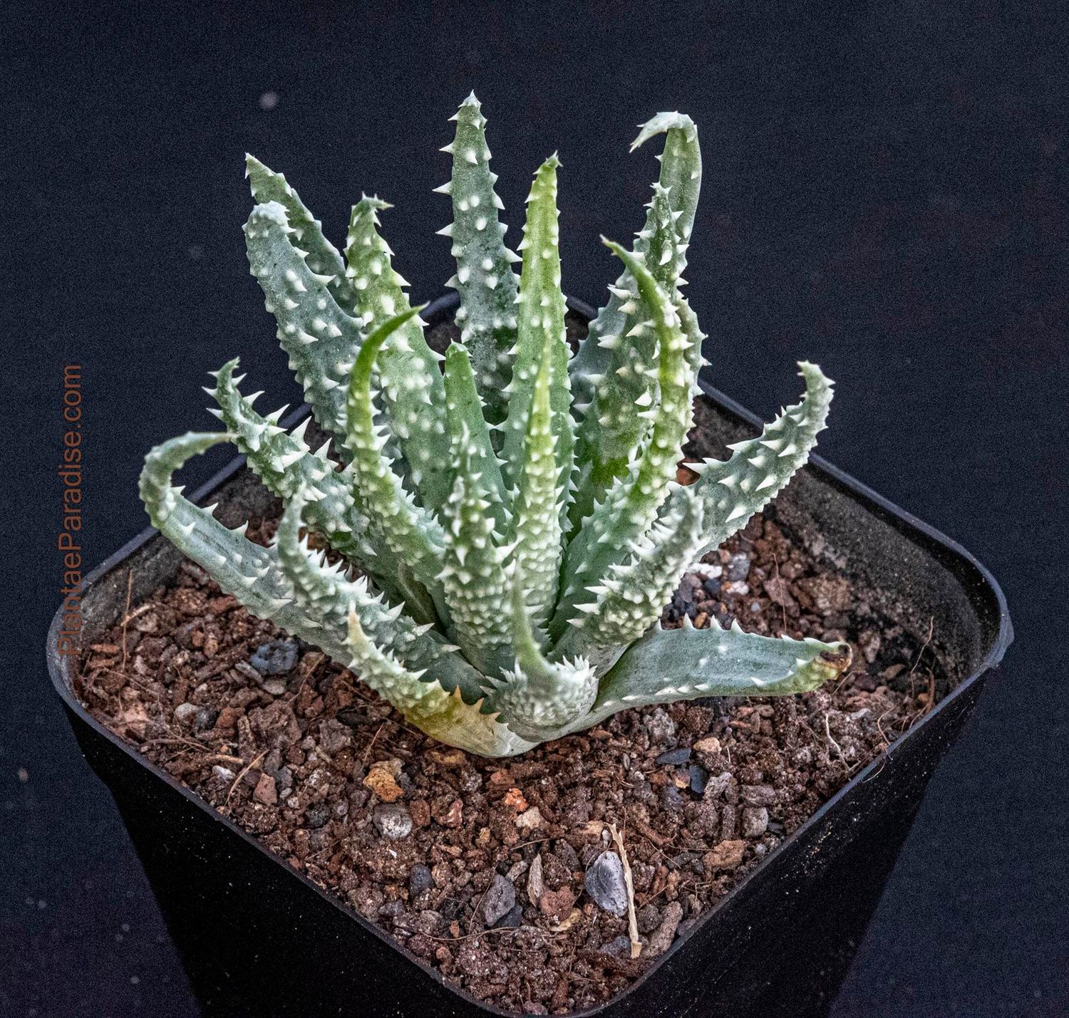 Aloe humilis x pratensis (Dark Green Clone) Aloe humilis x pratensis (Dark Green Clone)
