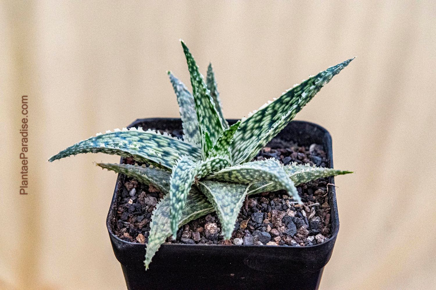 Miniature Aloe White Fox top-down view