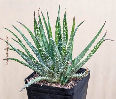 Shop Aloe humilis  Compact Spiky 'Spider Aloe'