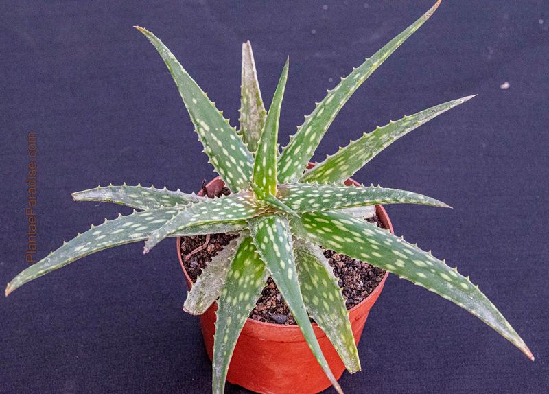 Aloe harlana Aloe harlana