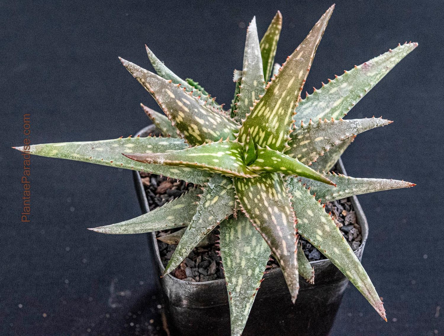 Aloe jucunda Aloe jucunda
