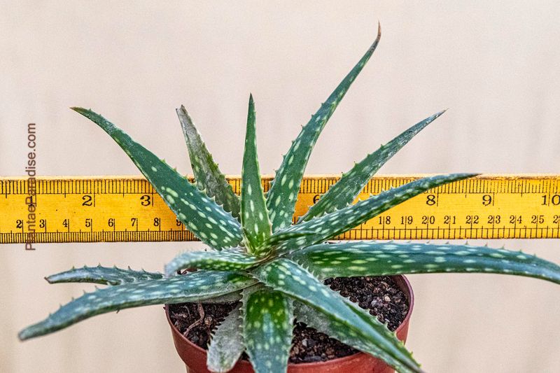 Aloe Harlana - Size