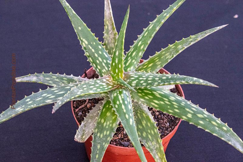 Aloe Harlana side angle view