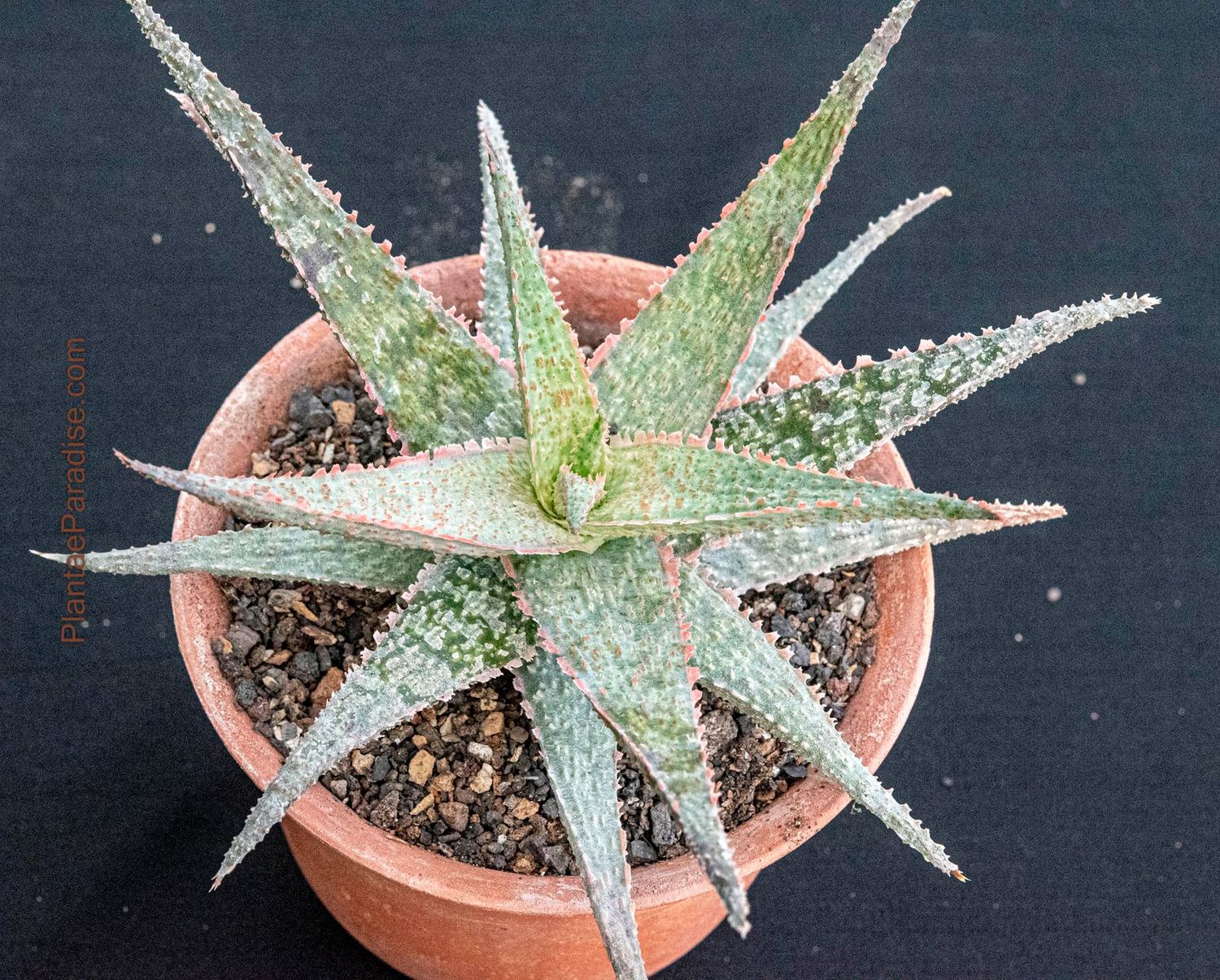 Aloe 'Orange Marmalade'