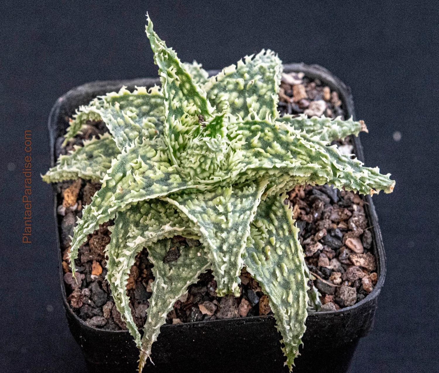 Aloe hybrid (TC Miniatures) 'Swamp Thing' Aloe hybrid (TC Miniatures) 'Swamp Thing'