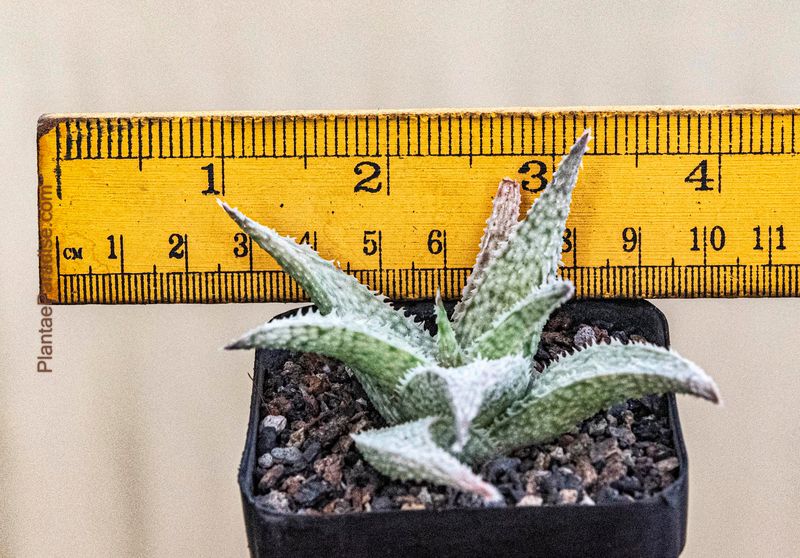 Aloe Miniature hybrid " Aloe Salt "
