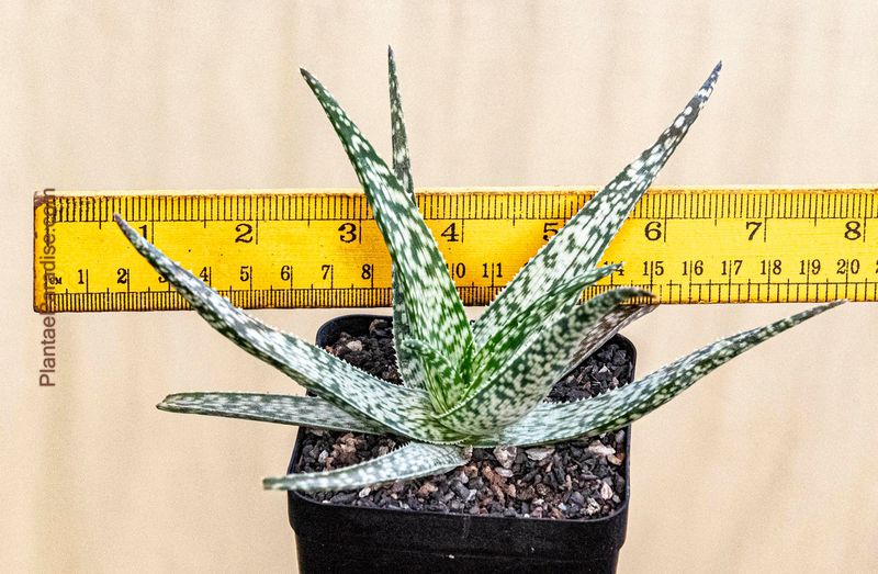 Aloe hybrid White Diamond Aloe hybrid White Diamond