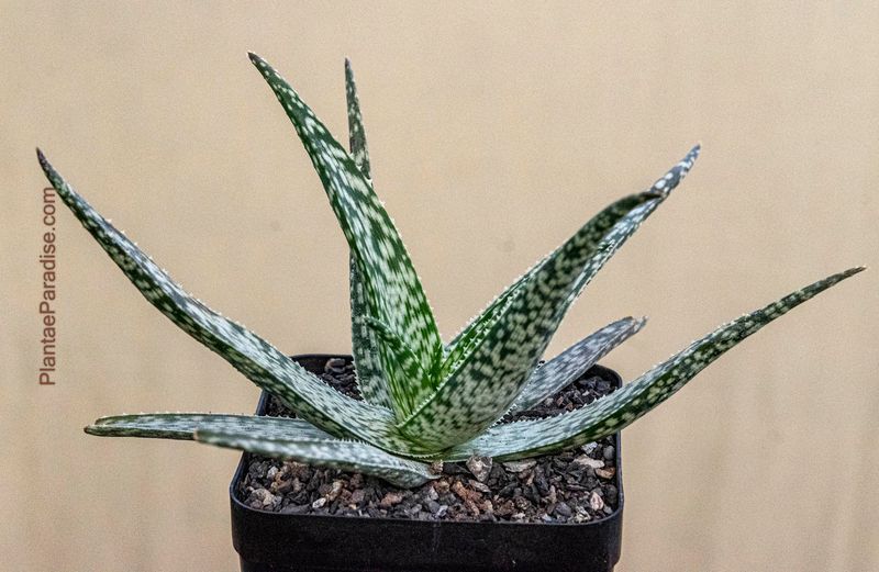 Aloe Hybrid White Diamond