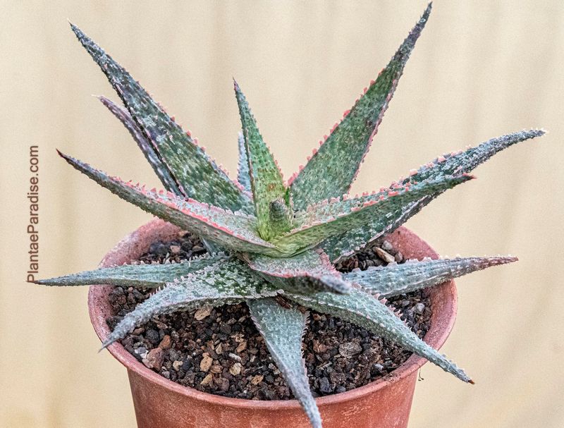 Aloe 'Orange Marmalade'