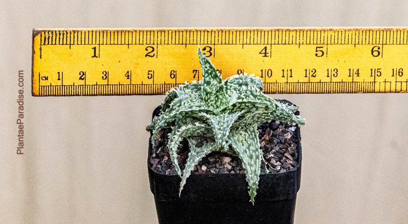 Aloe hybrid (TC Miniatures) 'Swamp Thing'