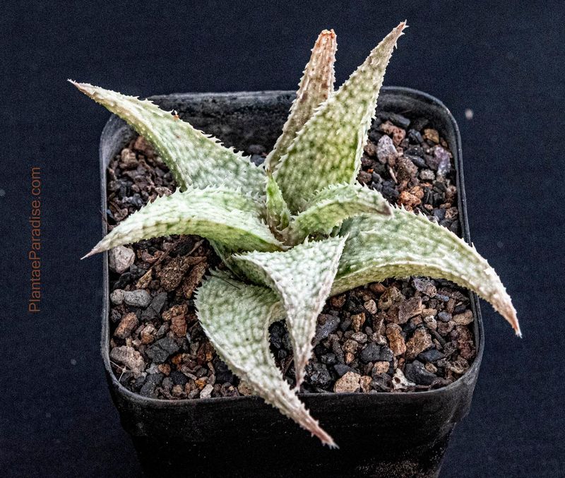 Aloe Miniature hybrid Aloe Miniature hybrid " Aloe Salt "