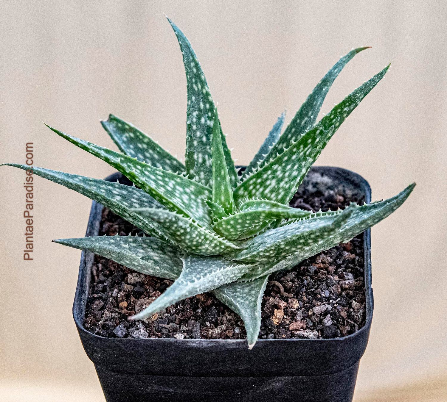 Aloe medivera Aloe medivera