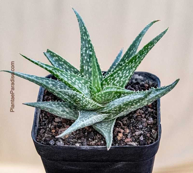 Aloe medivera Aloe medivera