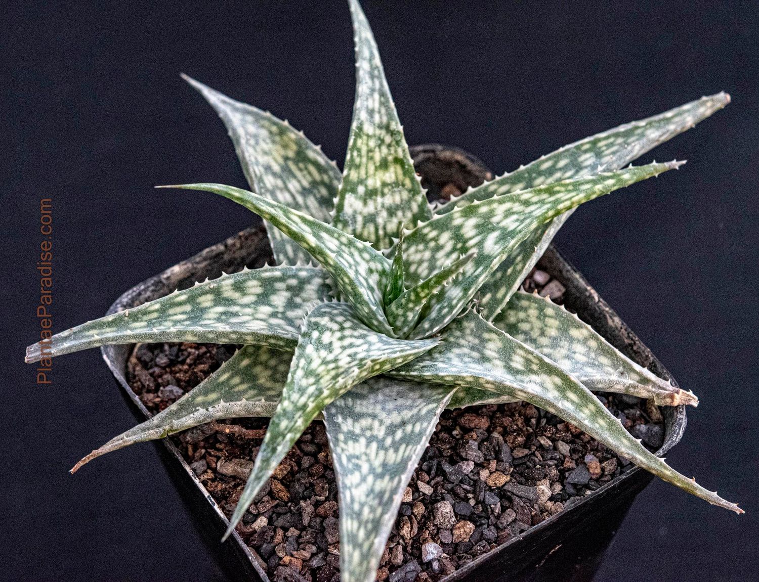 Aloe rauhii hybrid (Compact Size) Aloe rauhii hybrid (Compact Size)