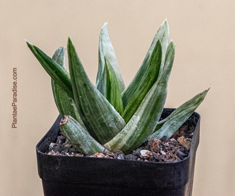 Aloe walmsley's Bronze Variegated Aloe walmsley's Bronze Variegated