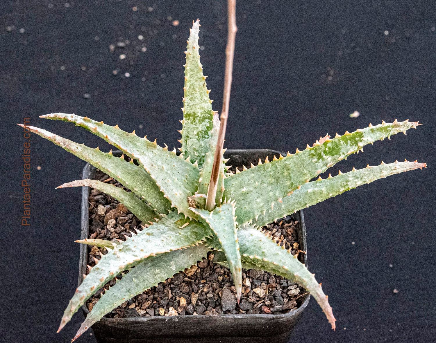 Buy Aloe 'Blue Shark'  Blue-Green Spiky Succulent