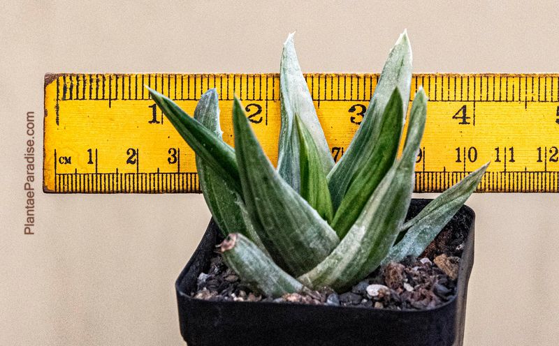 Aloe Walmsley's Bronze Variegated