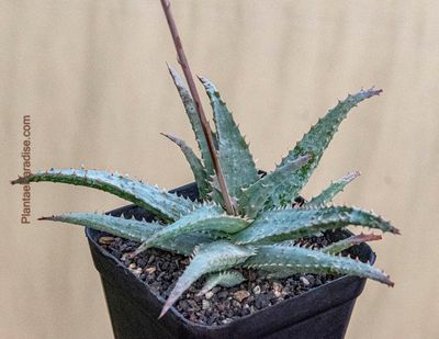 Buy Aloe 'Blue Shark'  Blue-Green Spiky Succulent