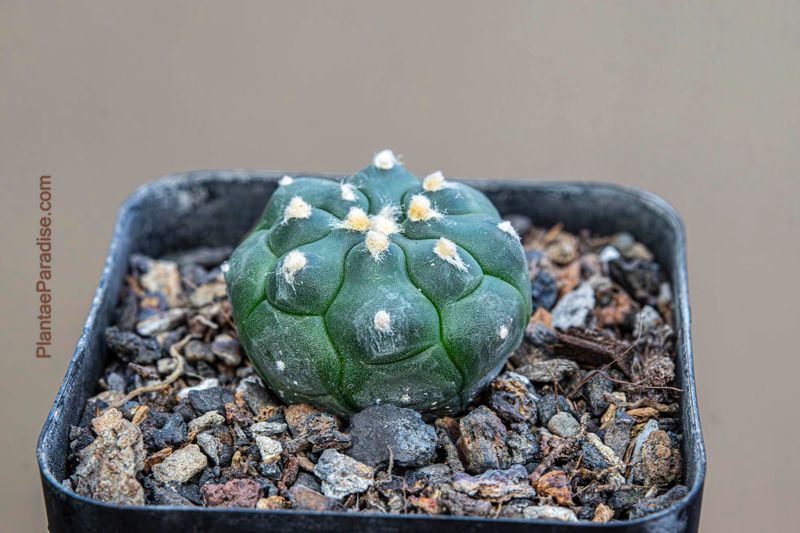 Astrophytum asterias cv Turtle -Top view