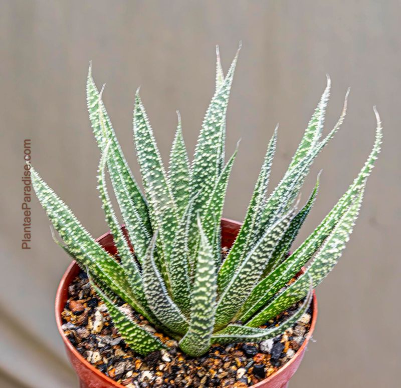 Aloe Aristata - Top View