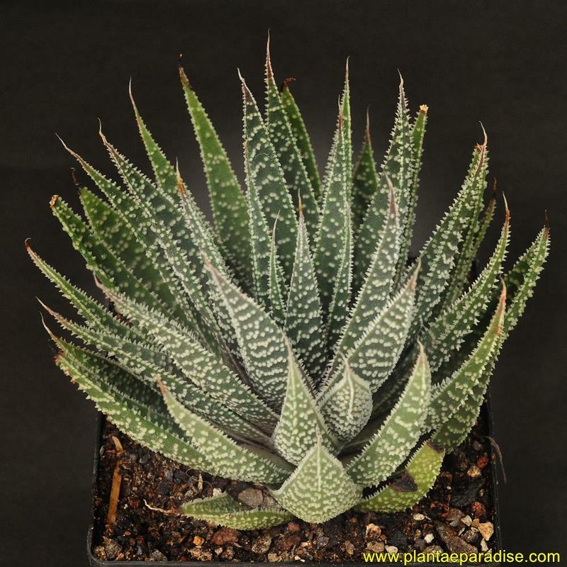 Aloe aristata Aloe aristata