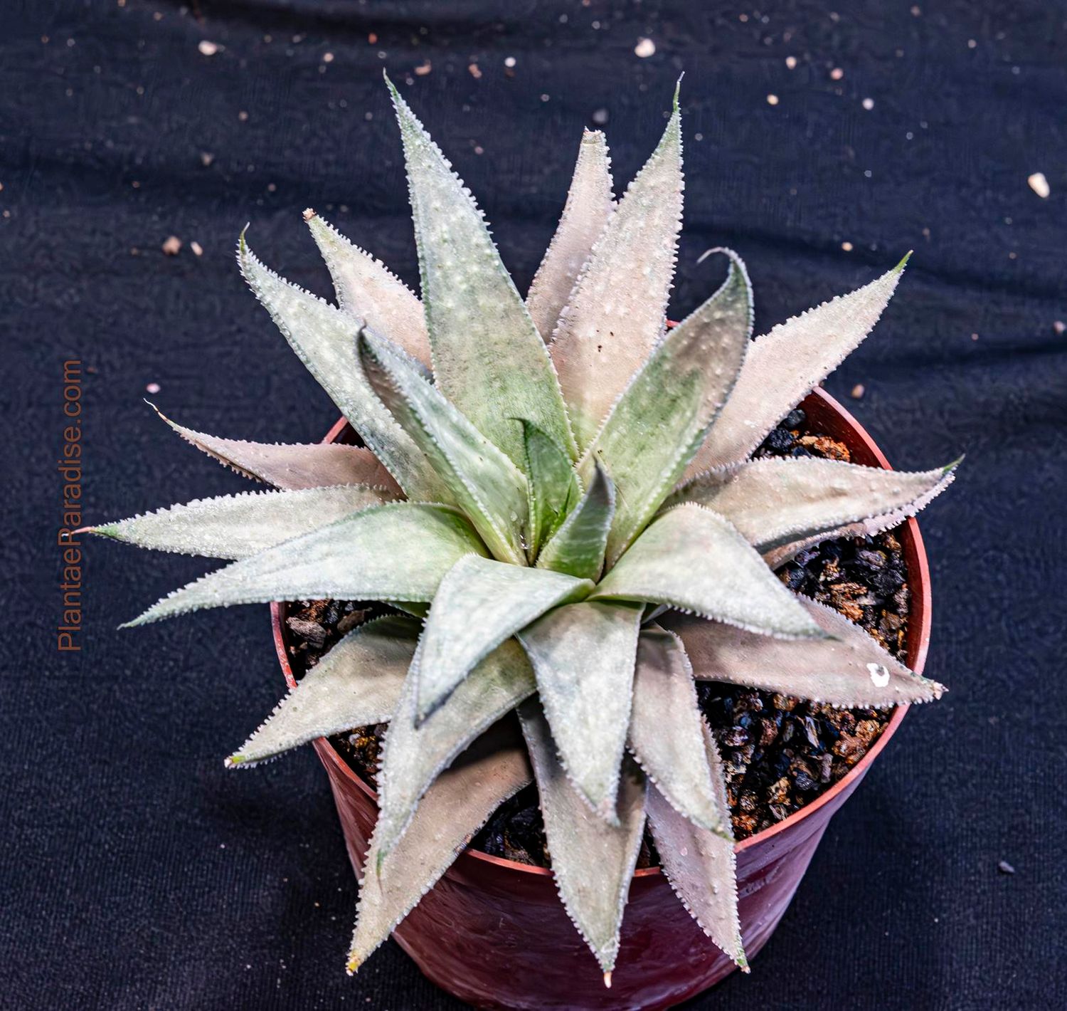 Gasteraloe Grey Ghost