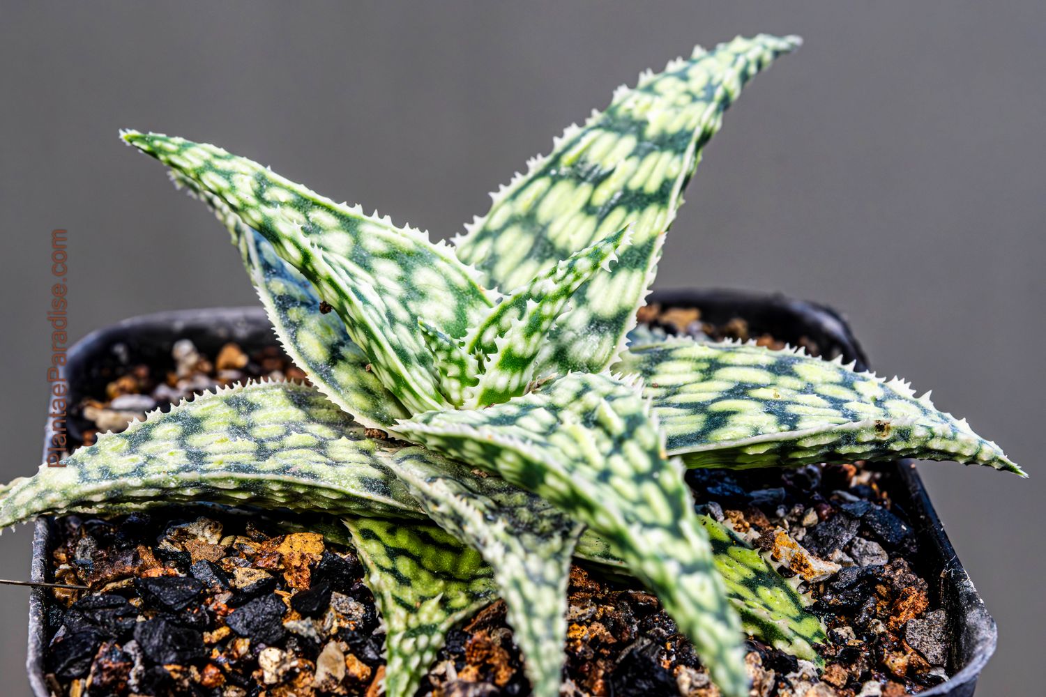 Aloe cv Snowflake Aloe cv Snowflake
