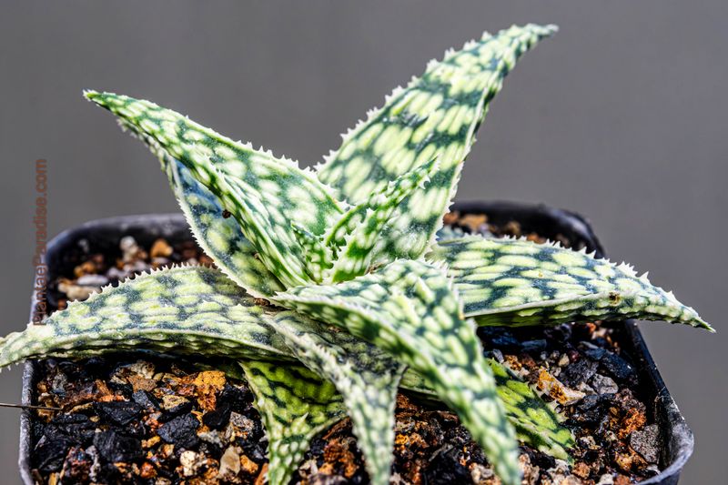 Aloe cv Snowflake Aloe cv Snowflake