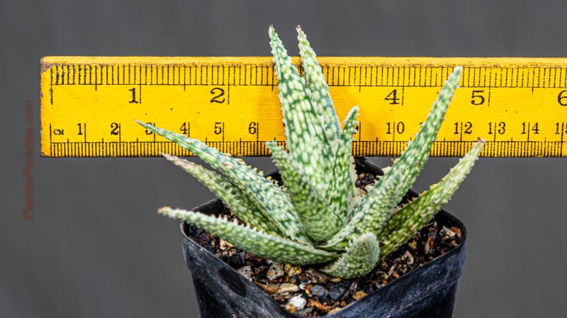 Aloe 'Blizzard'