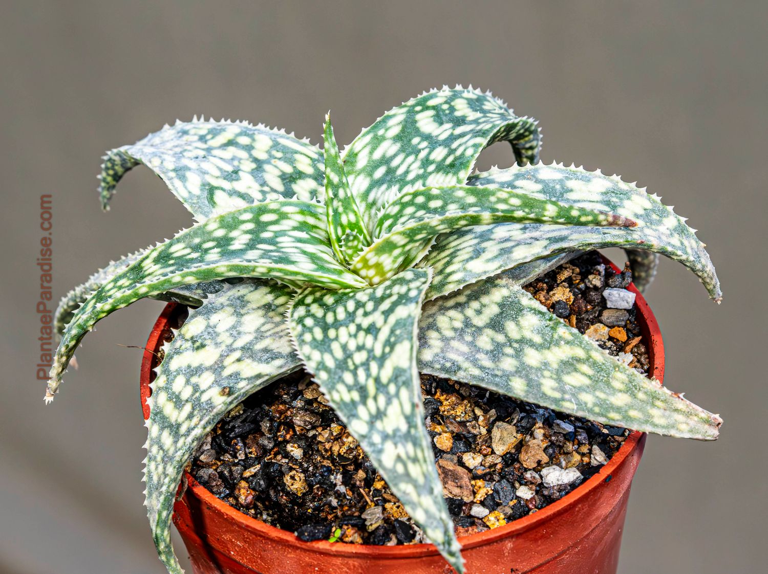 Buy Aloe 'Snowstorm' Succulent | Variegated Aloe Plant