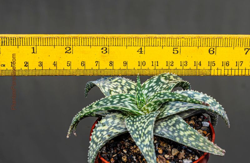 Aloe 'Snowstorm' - Size