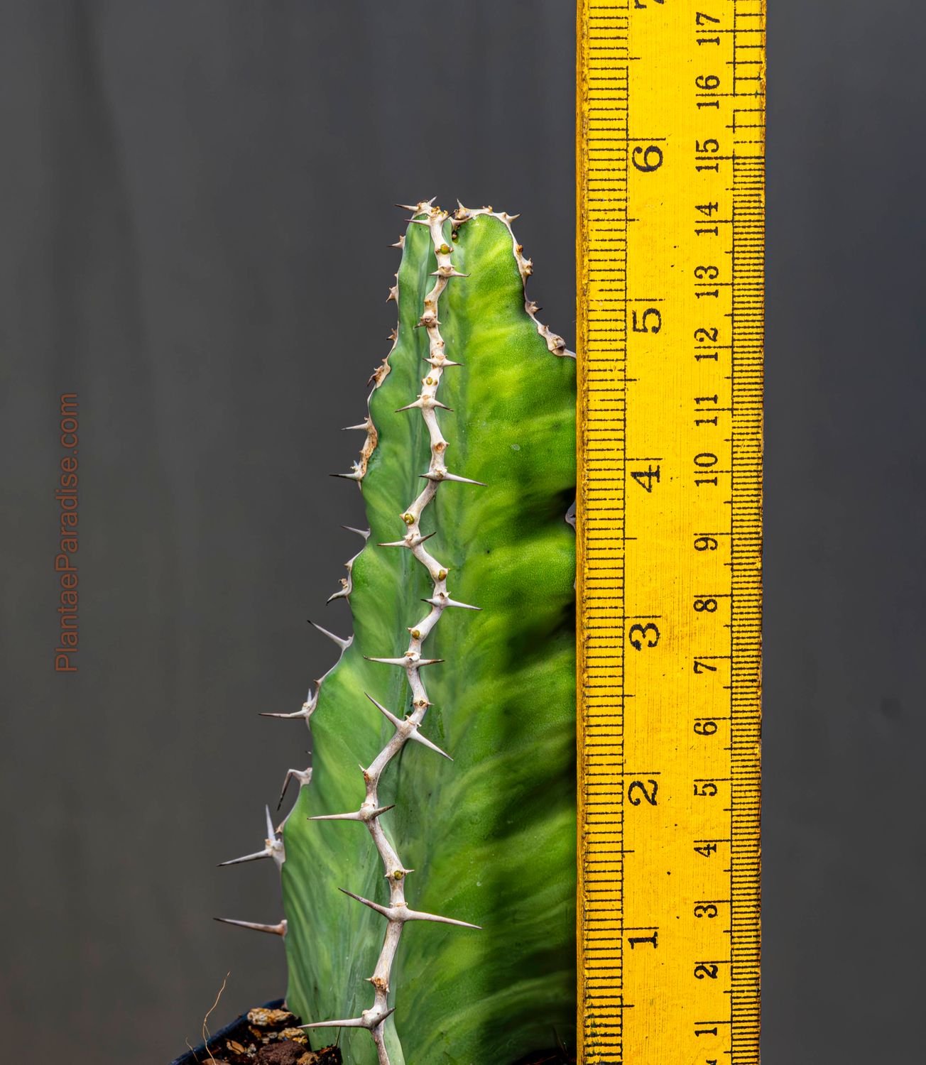 Euphorbia grandicornis Euphorbia grandicornis