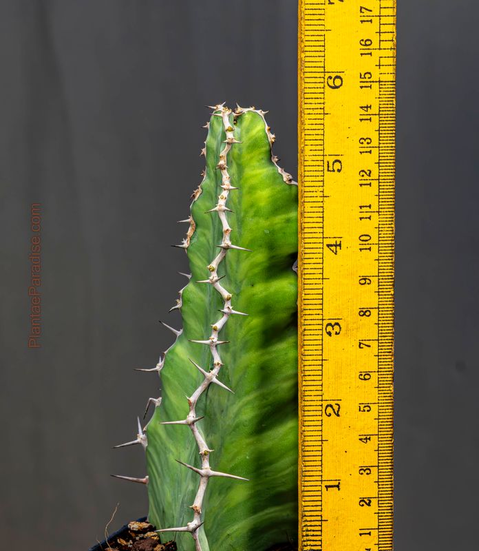 Euphorbia grandicornis Euphorbia grandicornis